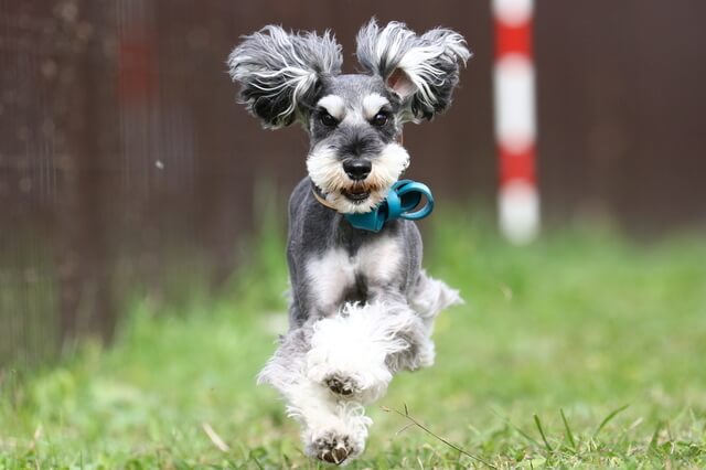 愛犬にモロヘイヤを与えるのは大丈夫?メリットや注意点を紹介のサムネイル画像